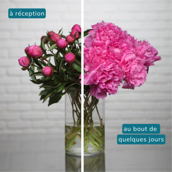 Perfumed Peonies 2