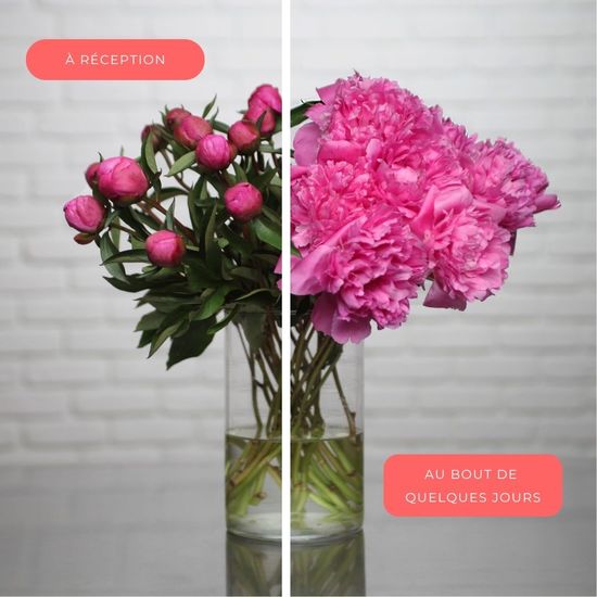 Pivoines parfumées 2