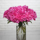 Perfumed Peonies 3