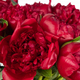 Pivoines Red Charm rouges 2
