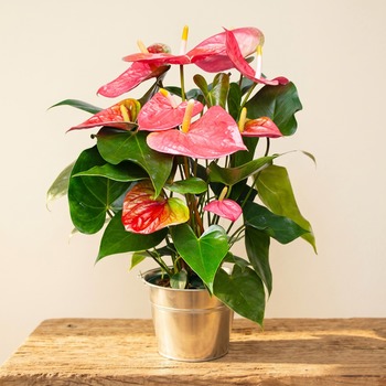 Pink Anthurium