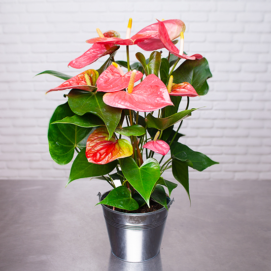 Anthurium Rose