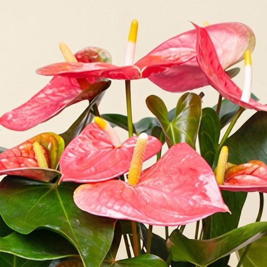 Pink Anthurium 2