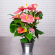 Pink Anthurium