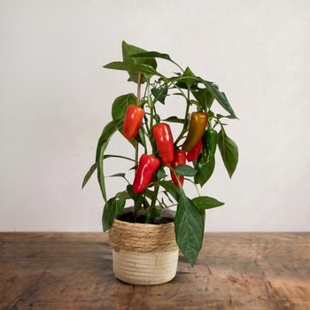Potted pepper plant – colourful decorative plant to gift