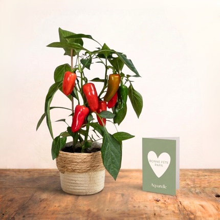 Potted pepper plant – colourful decorative plant to gift