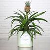 Ananas Rosita