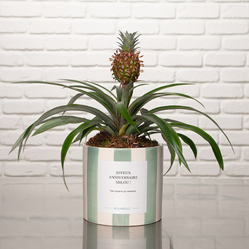 Ananas Rosita