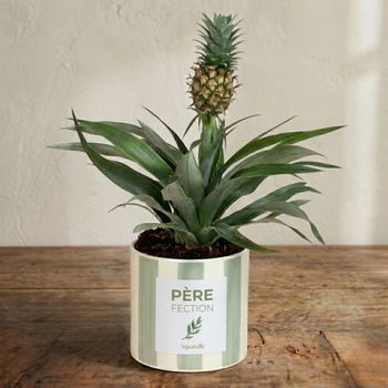 Ananas Rosita
