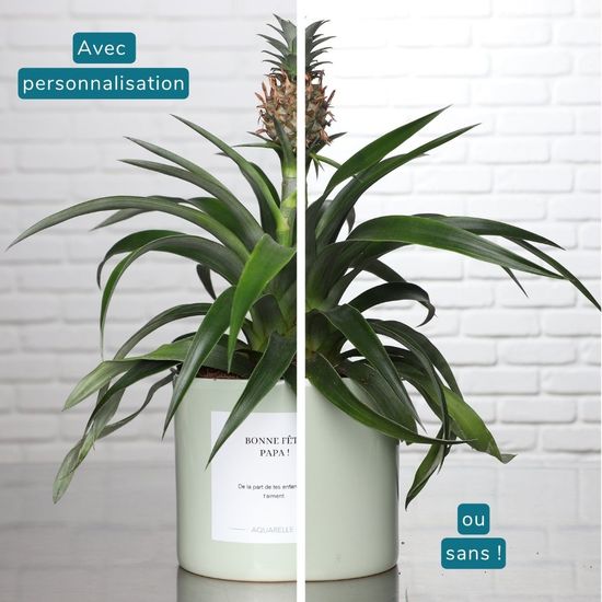 Ananas Rosita 2