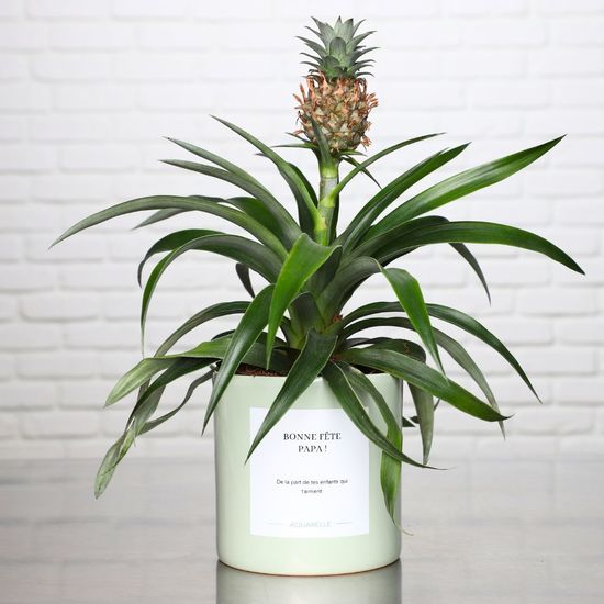 Ananas Rosita