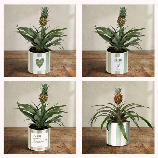 Ananas Rosita 2