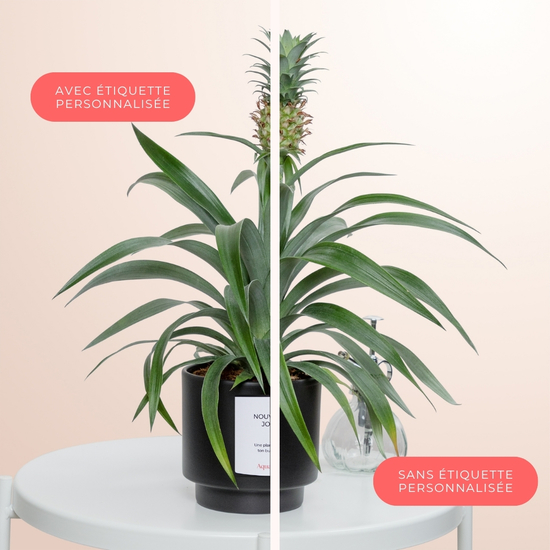 Ananas Rosita 2