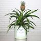 Ananas Rosita