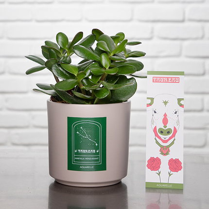 Taurus Plant