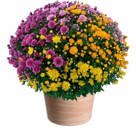 Pomponette multicolore - Fleurs Toussaint 