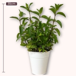 Pot de Menthe Poivrée