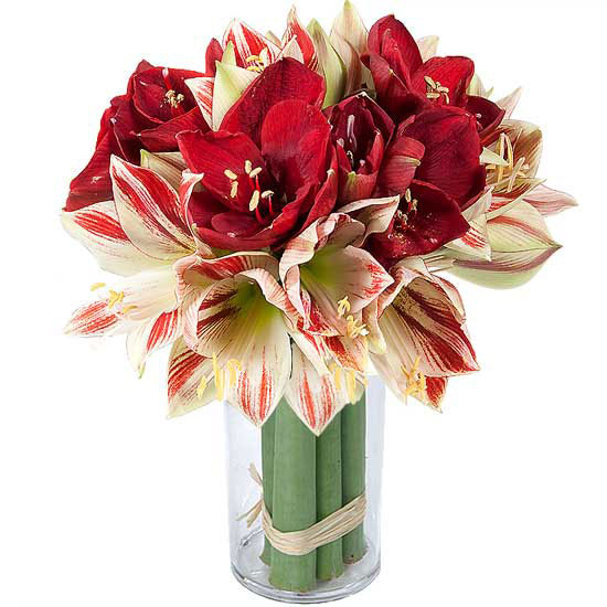 Découvrez ce magnifique bouquet d'amaryllis proposé par Aquarelle ! Un bouquet de fleurs opulent à offrir sans plus attendre !