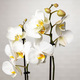 Boite de rochers et Phalaenopsis blanc 2