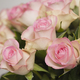 Lovely Jewel roses 2
