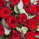 Roses rouges A la folie  2