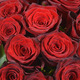 Monte Carlo Red Roses 2
