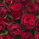Monte Carlo red roses 2