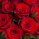 Roses rouges Monte Carlo  2