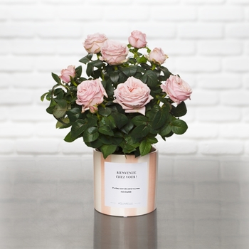 Rosier rose