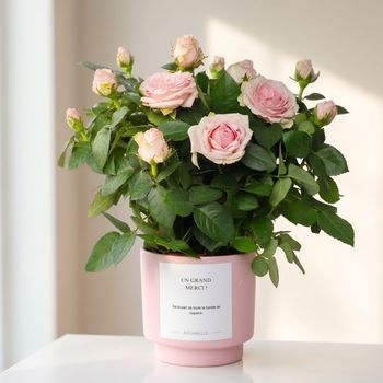 Rosebush