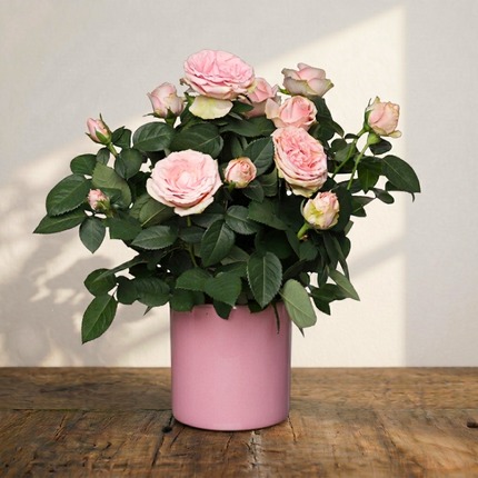 Rosier 'Bonne Fête Mamie'