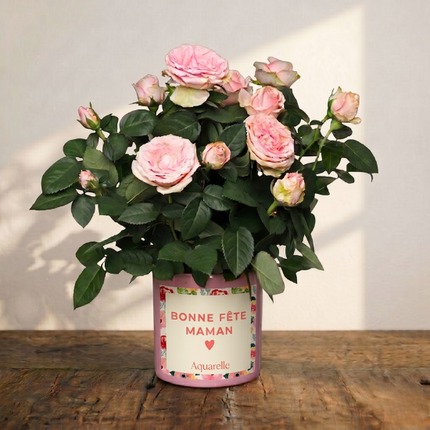 Rosier 'Bonne Fête Mamie'