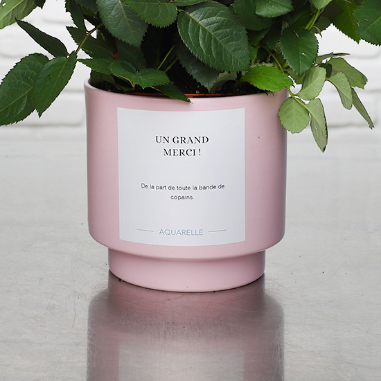 Rosier rose 2