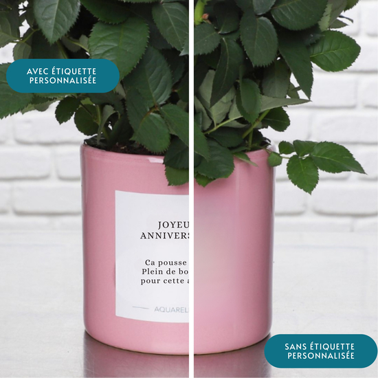 Rosier rose 3