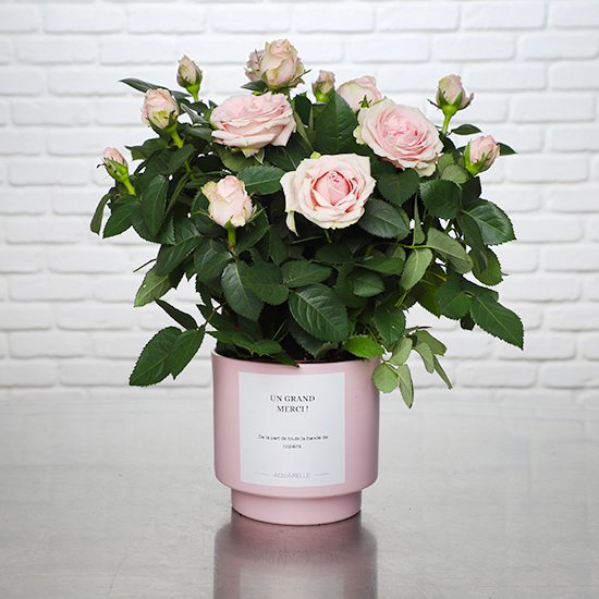 Rosier rose