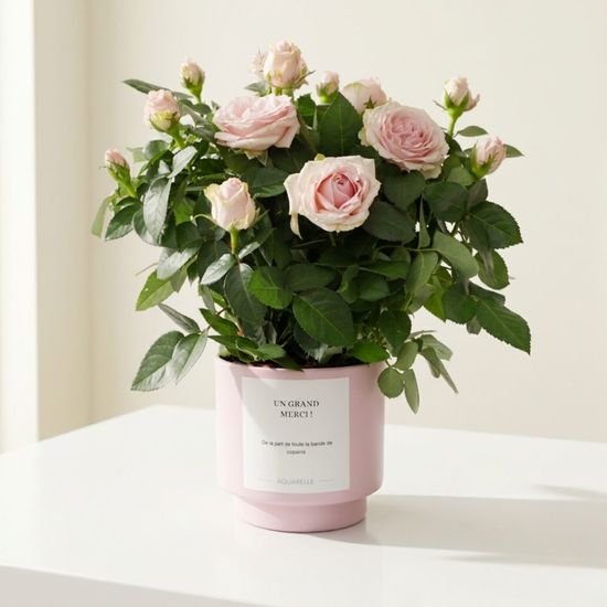 Rosier en pot rose – Livraison fleurs avec cache-pot personnalisable
