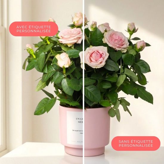 Rosebush 3