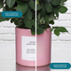 Rosier rose 3