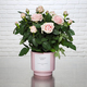 Rosier rose