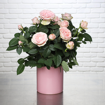 Rosier 'Bonne Fête Mamie'