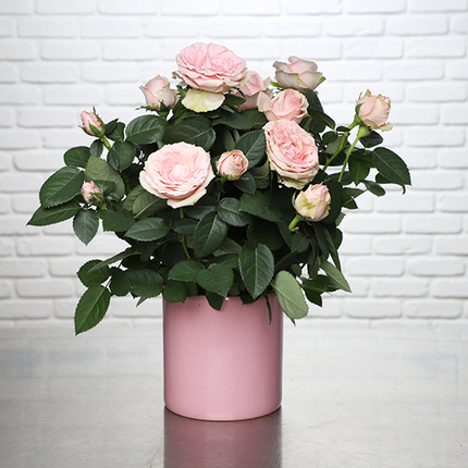 Happy Mother's Day Rosebush