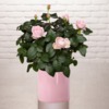 Rosier 'Bonne Fête Maman'