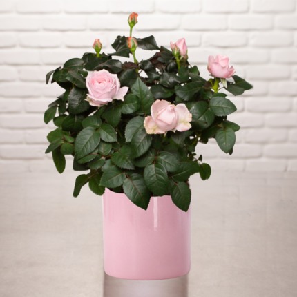 Rosier 'Bonne Fête Maman'