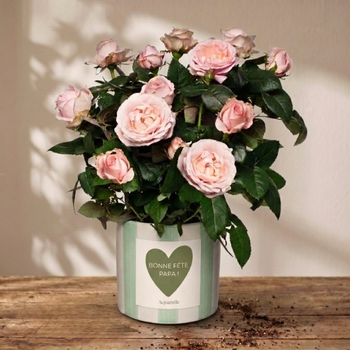 Rosier en pot avec étiquette – Cadeau durable pour papa