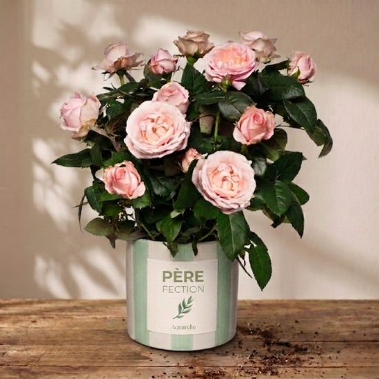 Rosier en pot avec étiquette – Cadeau durable pour papa 3