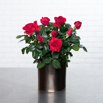 Rosier Rouge de Noël Cadeau fleuri et durable pour les fêtes