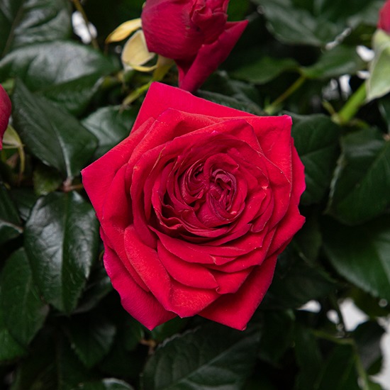 Rosier Rouge de Noël Cadeau fleuri et durable pour les fêtes 2