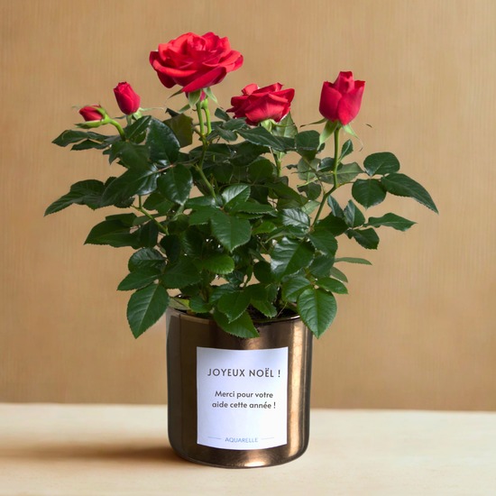 Rosier Rouge de Noël Cadeau fleuri et durable pour les fêtes