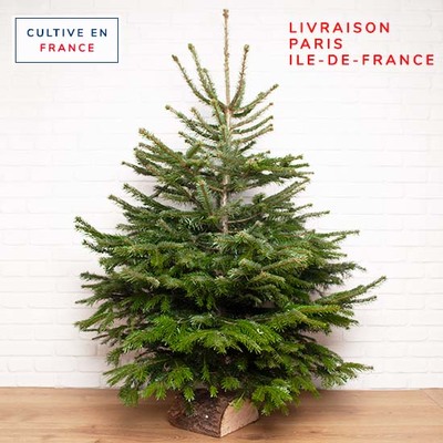 Christmas Trees Home Delivery Of Christmas Tree Aquarelle