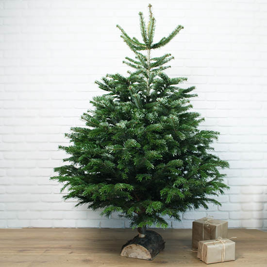 Nordmann Christmas Tree 2